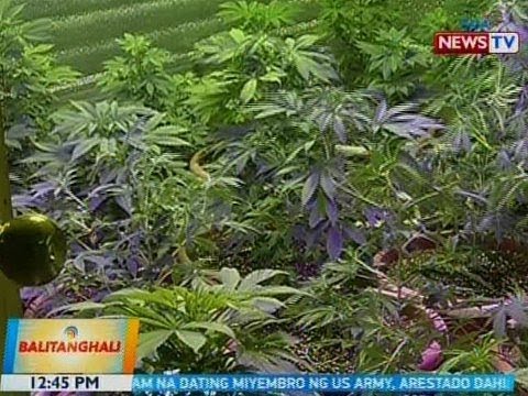BT: Legalisasyon ng Medical Marijuana, lusot na sa 2nd reading ng Kamara