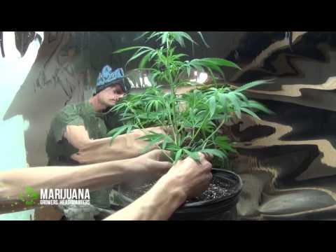 Pruning Tips for Growing Marijuana