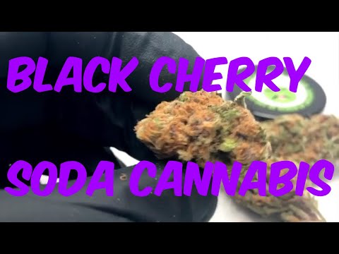 Black Cherry Soda Cannabis Marijuana Weed Strain Review