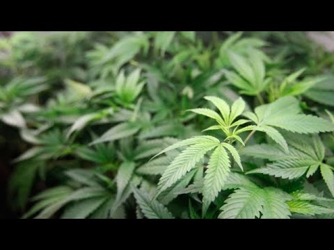 The big money flowing into the cannabis industry