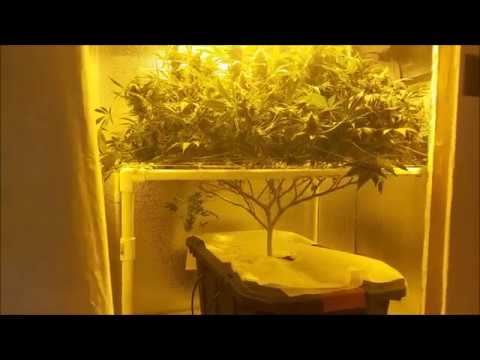 How to Grow indoor cannabis pt 1 (environment)