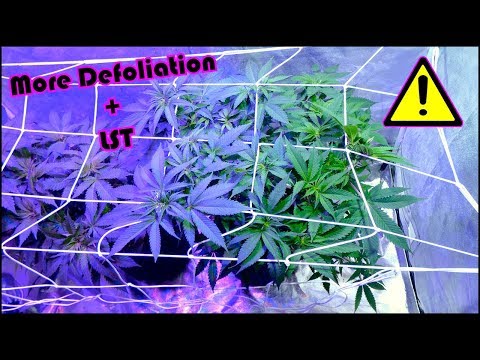 Chemdawg Beginner Grow Series: Week 5 of Vegetation + More Defoliation!