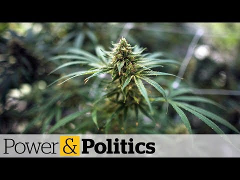 Debate and concerns about pot legalization | Power & Politics