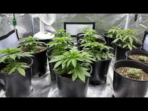 How to grow Marijuana Indoors