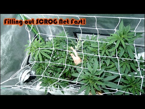 Week 6 Vegetation for the Agent Orange Beginner Grow Series! SCROG Net Filling out Quickly!