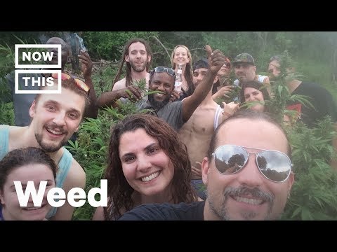 Higherway Travel Agency Books Cannabis Getaways | NowThis