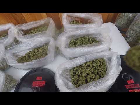 2018 Outdoor Grow – This Is A Shit Ton Of Weed!!!