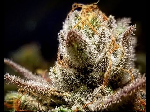 Season 6 Ep 2 How to Grow Indoor Cannabis
