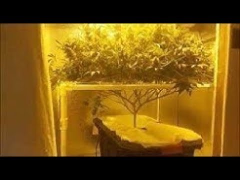 How to Grow Indoor Cannabis pt 4 (IPM)