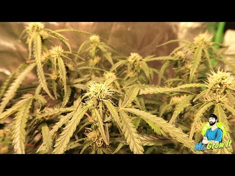 5 Cannabis Strains In 4×4 Grow Tent! – Mutant Plant, Defoliation, and Feeding CalMag