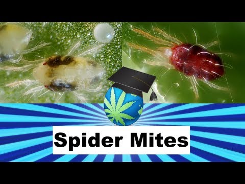 SPIDER MITES and How To Identify, Prevent and Exterminate them – Cannabis Growing