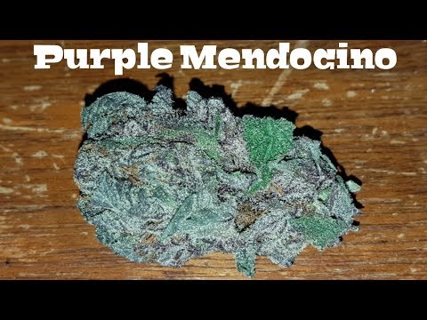 Canadian Cannabis Strain Review – Purple Mendocino by The High Club