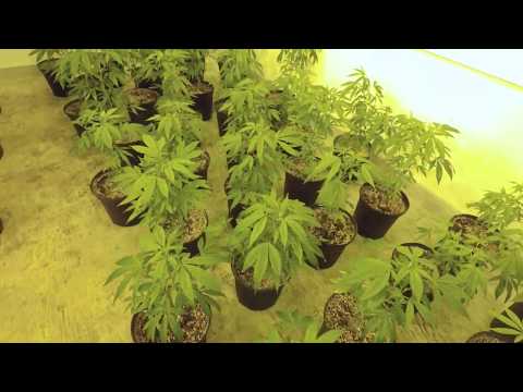 Medical Cannabis Grow Show
