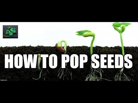 Growing Cannabis From Seed Pt. 1 (How to Germinate Seeds)