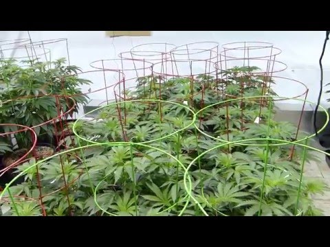 Mastering the Cannabis Grow room Environment!