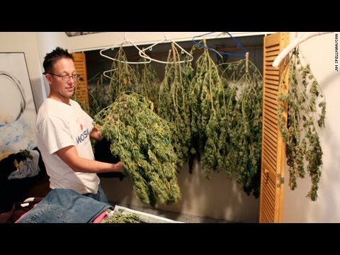 Growing Calls In US For Legalised Marijuana / HD
