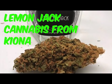 Lemon Jack by Kiona Cannabis Marijuana Weed Strain Review