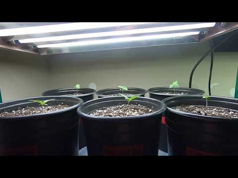 2019 Outdoor Grow – The Babies Are Growing Fast – (3-11-2019)