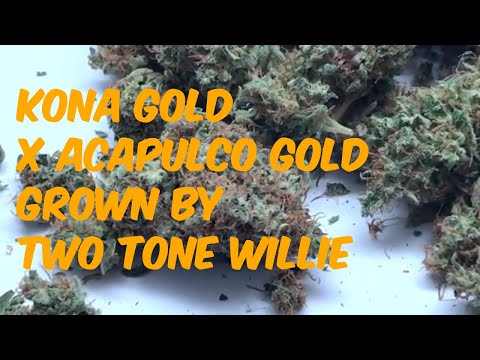 Kona Gold x Acapulco Gold Cannabis Marijuana Weed Strain Review