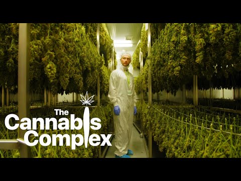 The Cannabis Complex    |     Episode 1