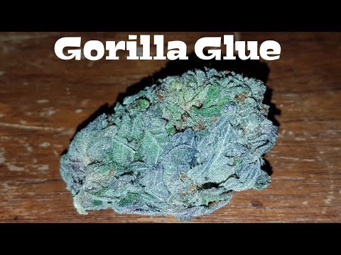 Canadian Cannabis Strain Review – Gorilla Glue by WeedDeals