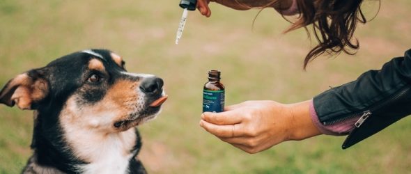 Have you tried CBD for your pet?