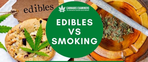 What are the Differences between Edibles and Smoking? You Ought to Know!-cannabisexaminers.com