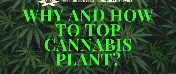 Why-and-How-to-Top-Cannabis-Plant_