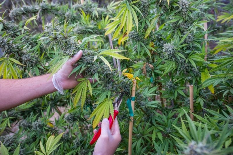 Why and How to Top Cannabis Plant: A Complete Guide – Cannabis Examiners