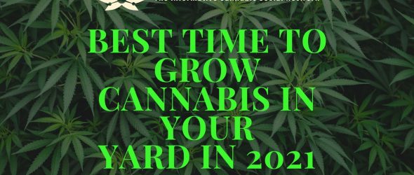 Best time to grow cannabis in your yard in 2021