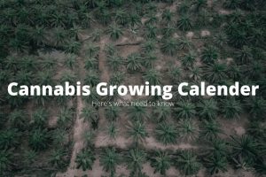 Cannabis Calendar for growth-cannabisexaminer.com