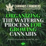 Here’s how to organize watering process for growing cannabis-cannabisexaminer.com
