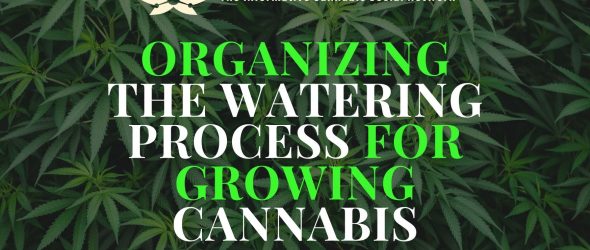 Here’s how to organize watering process for growing cannabis-cannabisexaminer.com