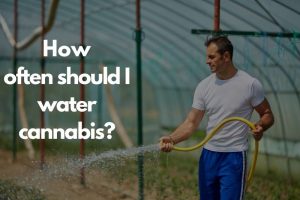 How often should I water cannabis-cannabisexaminer.com