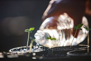 watering cannabis-cannabisexaminer.com